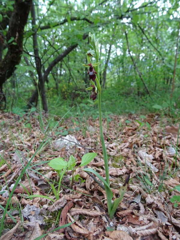 Ophrys insectifera subsp. insectifera